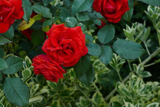 Роза (Rosa)