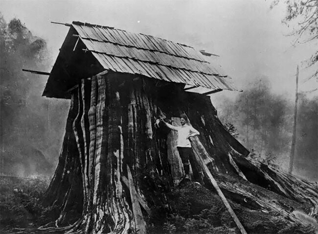 Дома-пни американских переселенцев: фотографии начала 20-го века