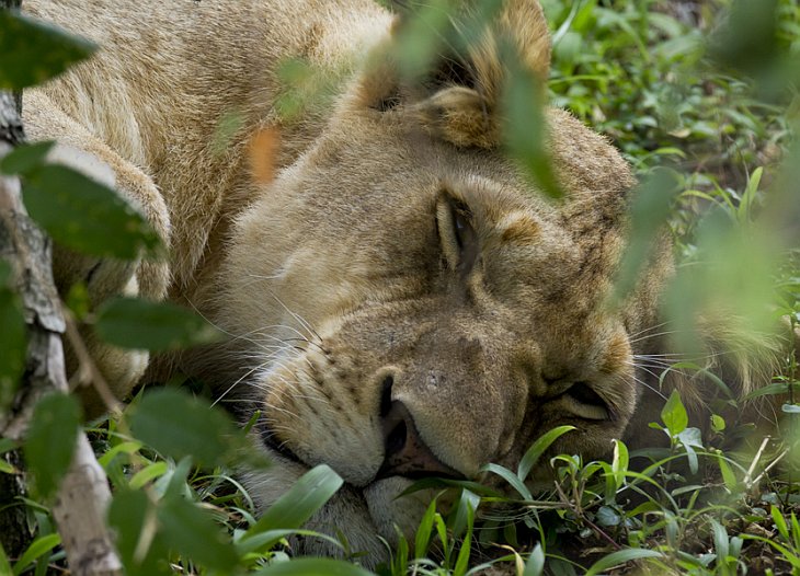 Одни из самых красивых и могущественных животных на планете — африканские львы