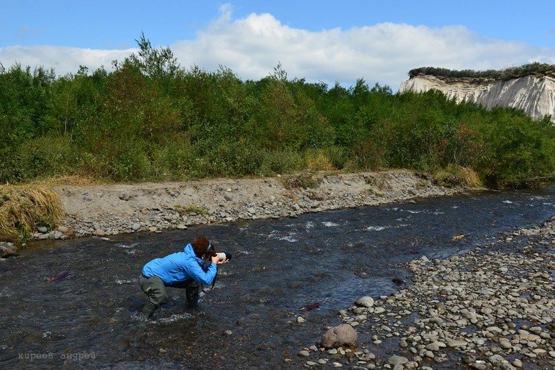 На медведя с фотоаппаратом! На медведя с фотоаппаратом! животные, путешествия, факты, фото