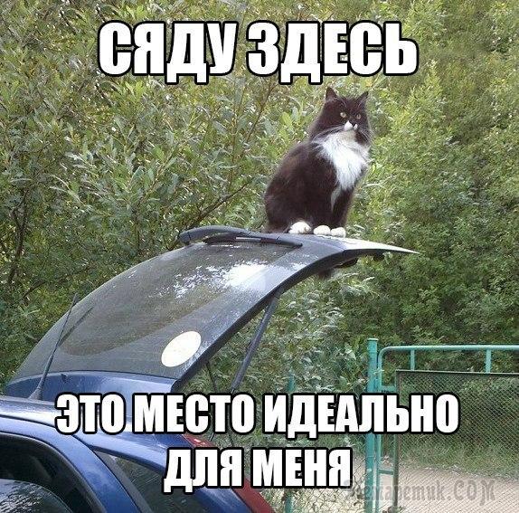 Мир глазами кота