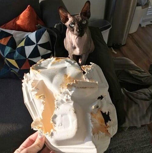 Кошки, пойманные с поличным Кошки, пойманные с поличным