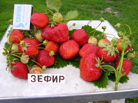 Сорт клубники мармион отзывы. original. Сорт клубники мармион отзывы фото. Сорт клубники мармион отзывы-original. картинка Сорт клубники мармион отзывы. картинка original. Дачный форум: о даче, о цветах, о вашем приусадебном участке