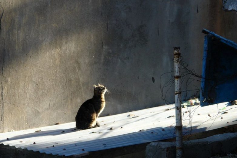 Колоритные уличные коты