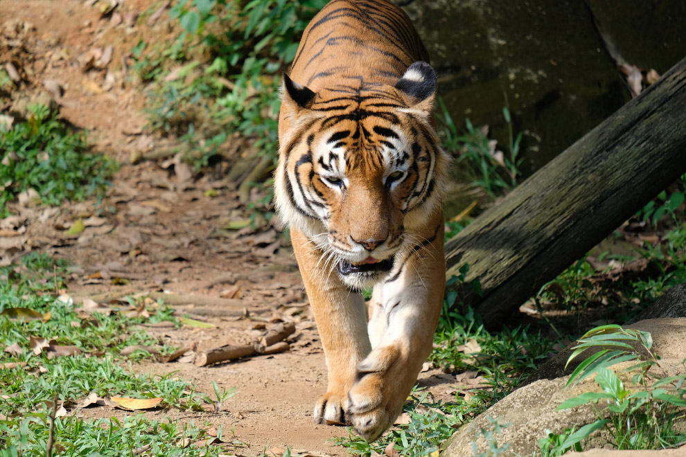 Малайский тигр (Panthera tigris jacksoni)