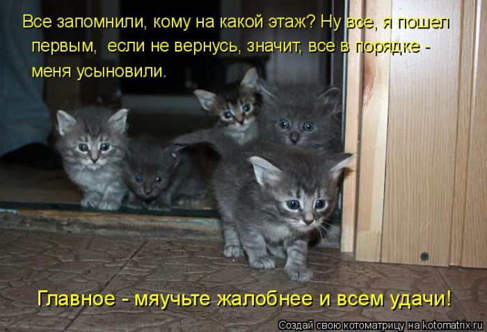 Лучшие котоматрицы недели (50 фото)