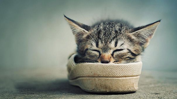 20 спящих котят, которые постигли науку сна в совершенстве спящие котята, котята спят