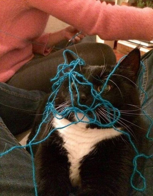В этих фотографиях вся суть котов