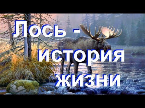 Лось - история жизни Лось - история жизни