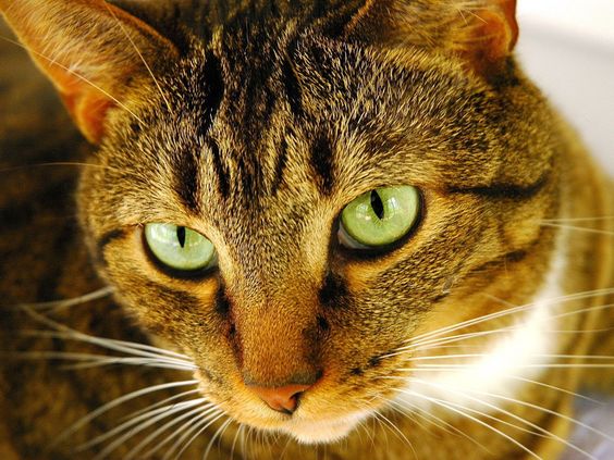 блохи у кошки кот с зелеными глазами