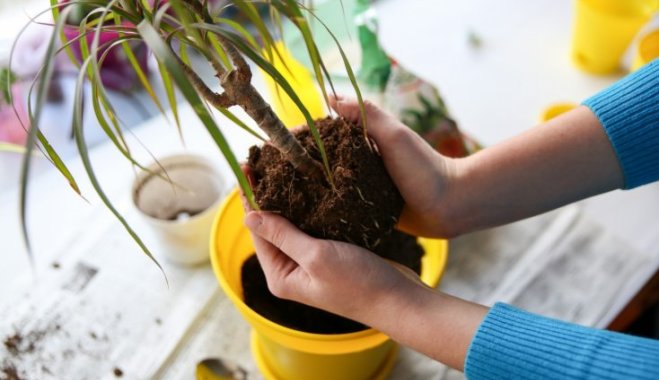 Зеленая реанимация: 6 способов оживить растение "при смерти"