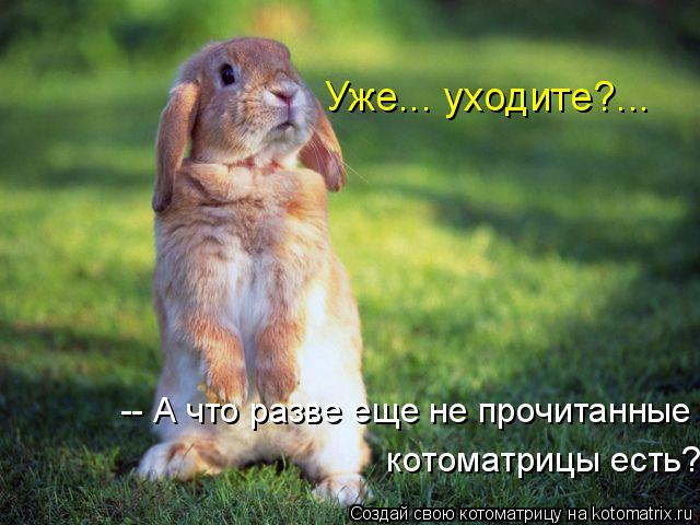 kotomatritsa_MW (640x480, 267Kb)