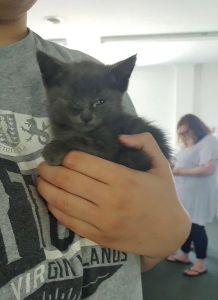 Люди подобрали крошечного больного котёнка и уже везли его в приют, но у малыша были другие планы Люди подобрали крошечного больного котёнка и уже везли его в приют, но у малыша были другие планы