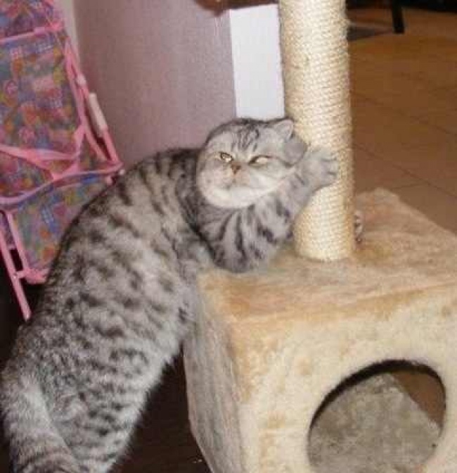 Животные, которые ни за что не отдадут свое) Животные, которые ни за что не отдадут свое)