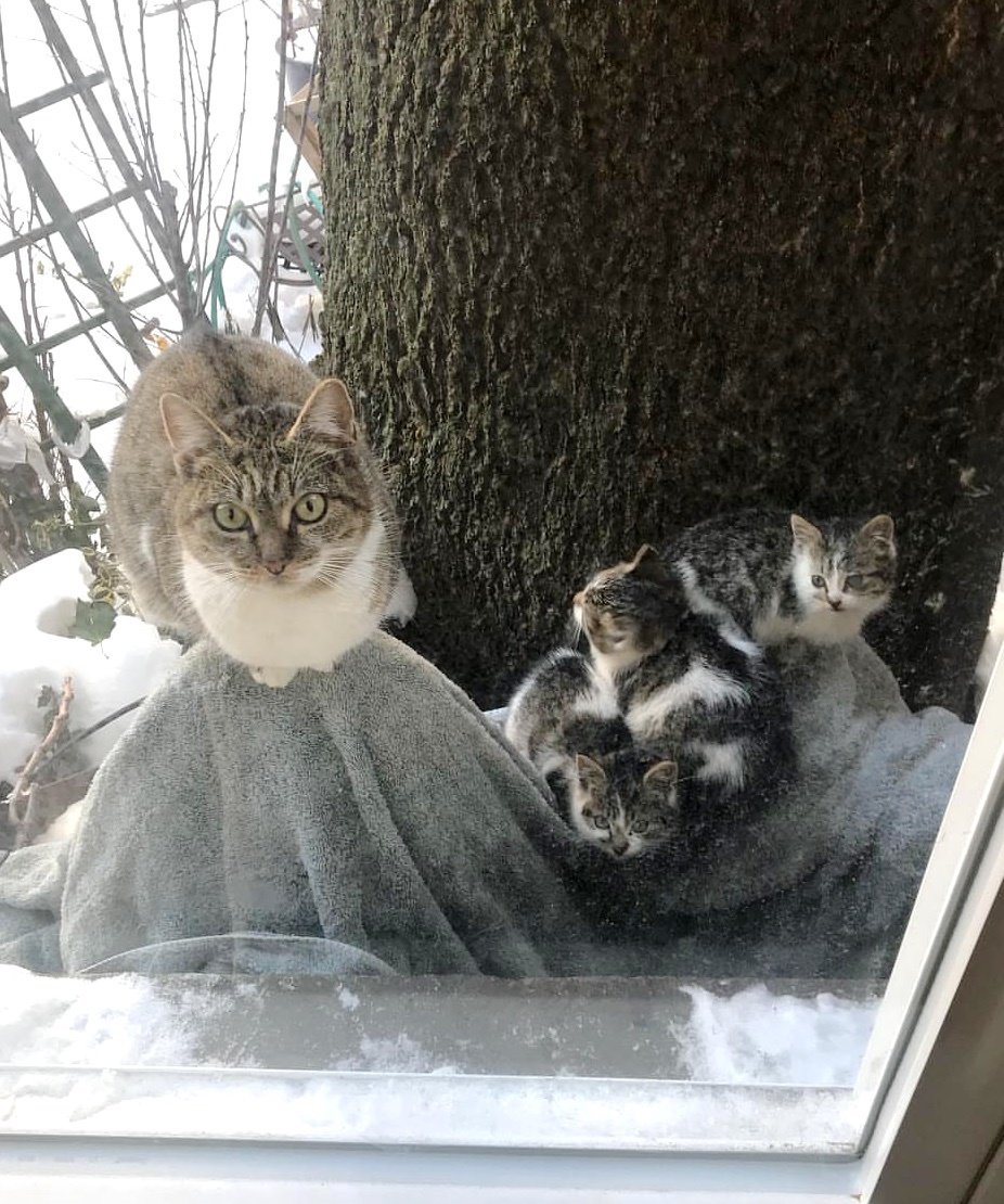 спасение котят кошка с котятами за окном