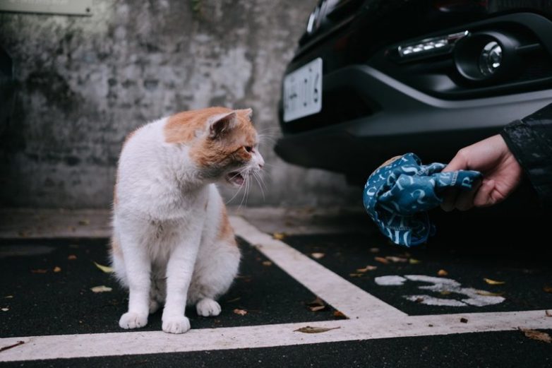 Колоритные уличные коты