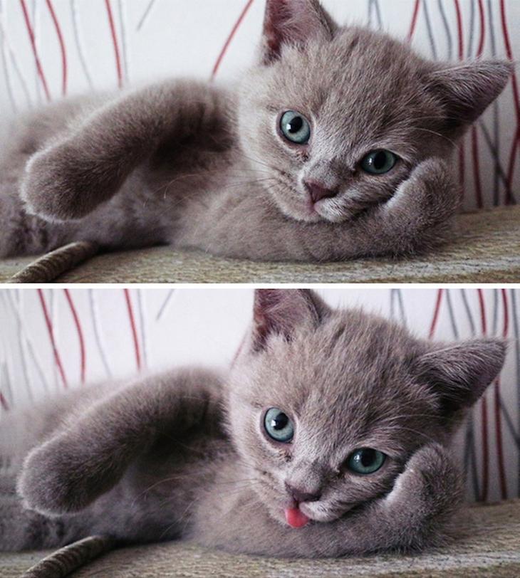 Прирожденные фотомодели Прирожденные фотомодели животные, кошки, собаки, юмор