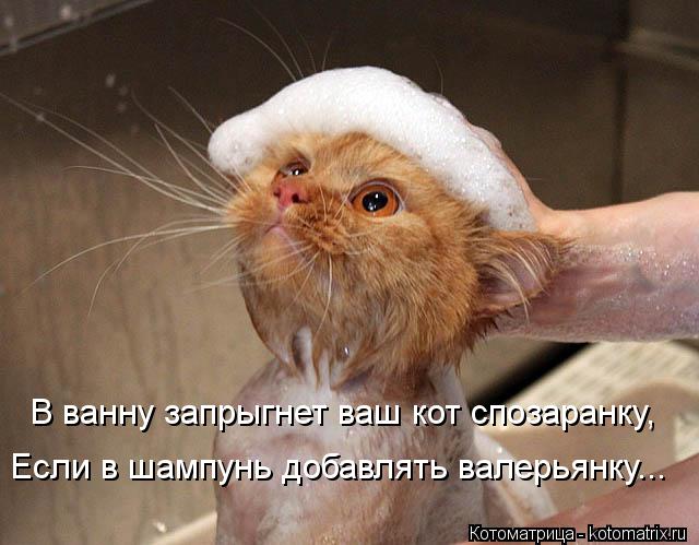 Котоматрица: В ванну запрыгнет ваш кот спозаранку, Если в шампунь добавлять валерьянку...