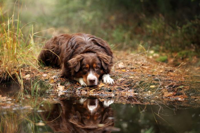 Собачье счастье: Очаровательные и забавные псы на фотографиях Надежды Ивановой