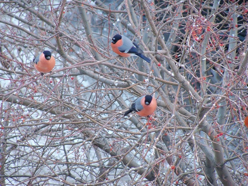 �� ������� �������...