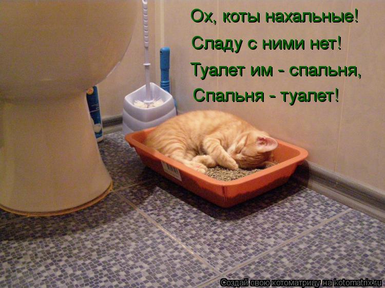Котоматрица: Ох, коты нахальные! Сладу с ними нет! Туалет им - спальня, Спальня - туалет!