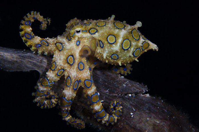 ������ ������ �������� ��������� ���������� �RSMAS Underwater Photography 2013�