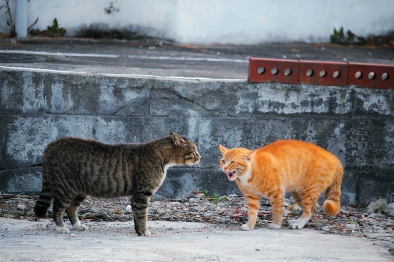 Колоритные уличные коты