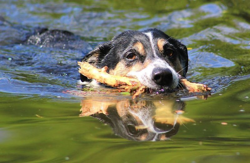 С палочкой С палочкой весело, вода, животные, забавно, мило, собаки, собачьи игры, фото