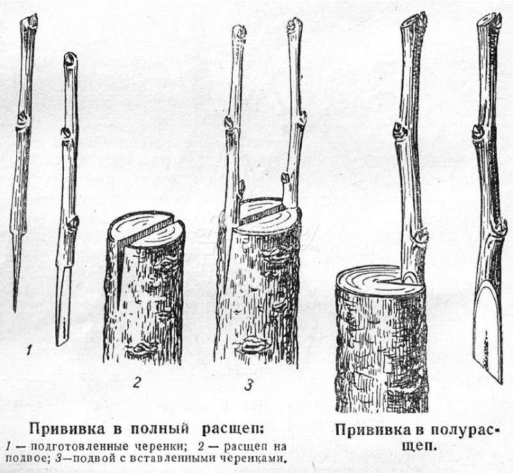 Как привить лимон и для чего это нужно Как привить лимон и для чего это нужно