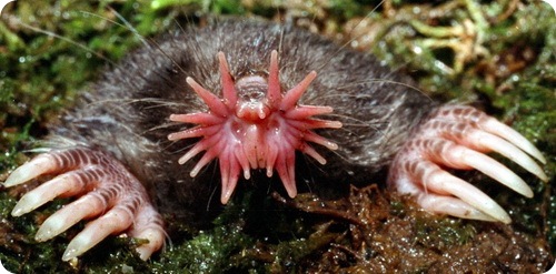 Странные и редкие животные