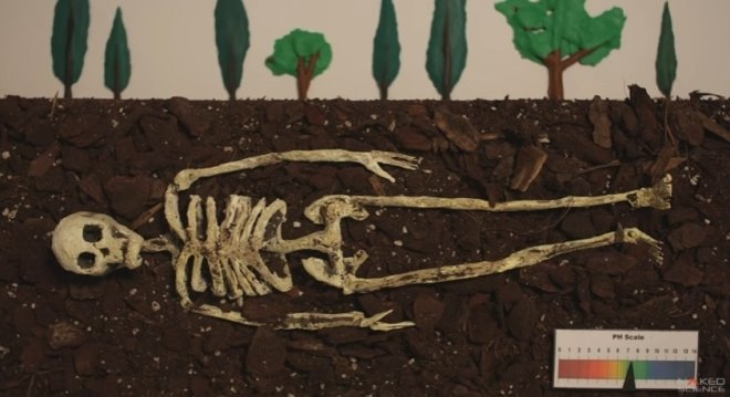 Гуляя по лесу, жительница Ленобласти обнаружила скелет