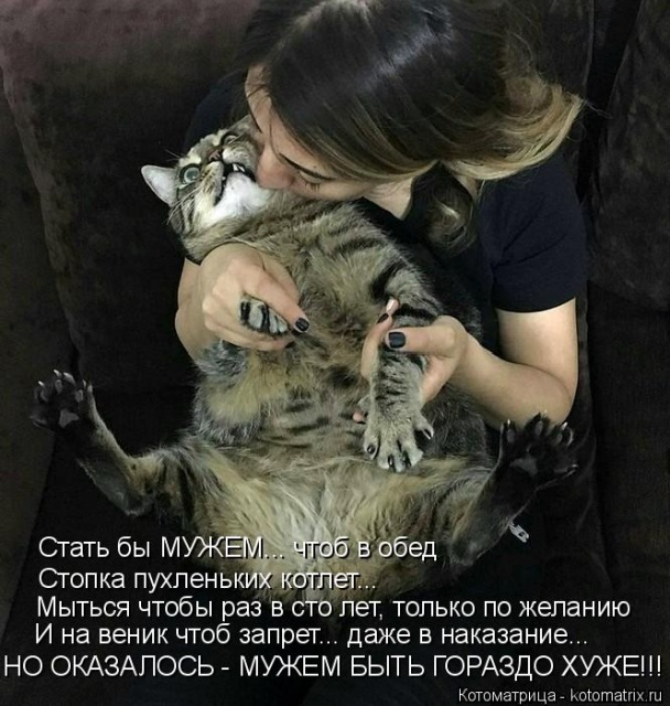 Лучшие котоматрицы недели Лучшие котоматрицы недели