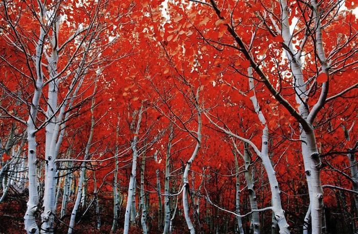 Фото природы. Самые красивые деревья в мире (19 фото)