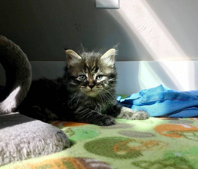 Котенок на чердаке Котенок лежит