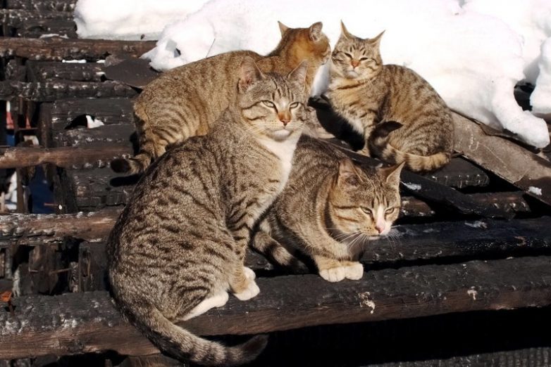 Колоритные уличные коты