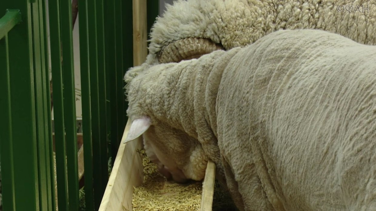 Волонтеры хотят выкупить выживших овец, которых на две недели закрыли в порту на Украине