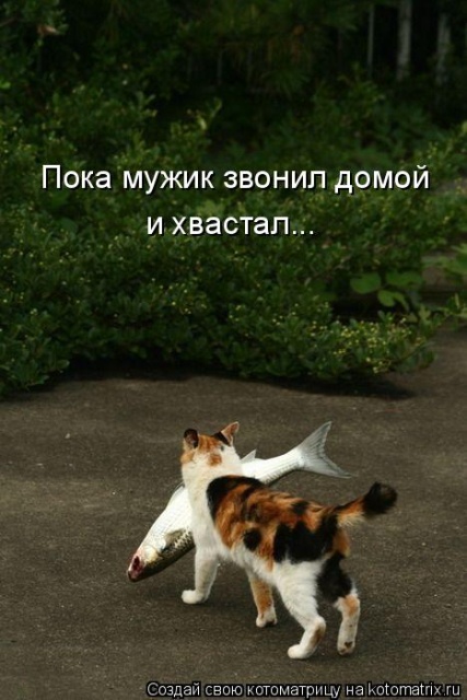 Лучшие котоматрицы недели Лучшие котоматрицы недели