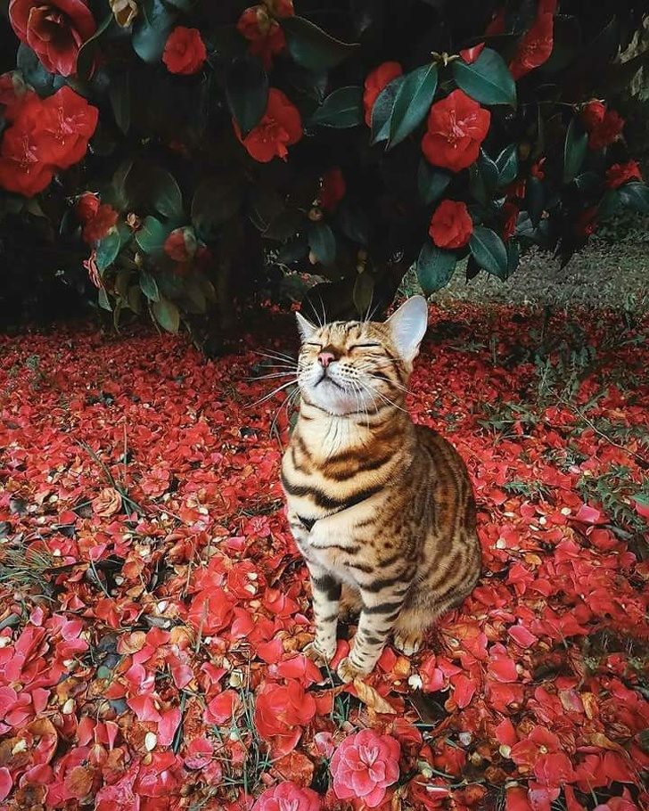 Животные, глядя на которых невозможно оставаться грустным Животные, глядя на которых невозможно оставаться грустным