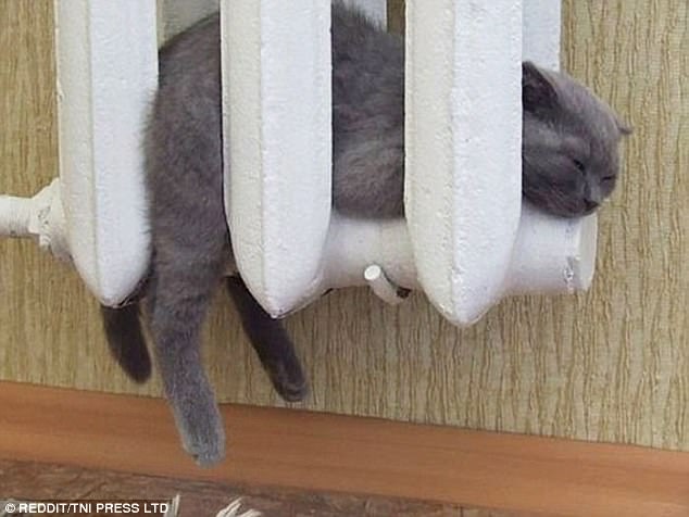 Умная кошка мерзнуть не будет Умная кошка мерзнуть не будет