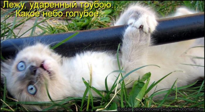 ����������� (49 ����)