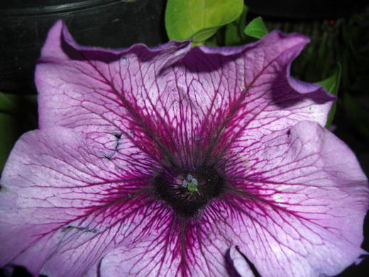  (Petunia)