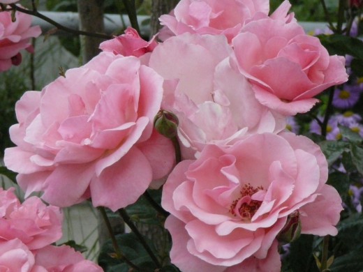Роза (Rosa)