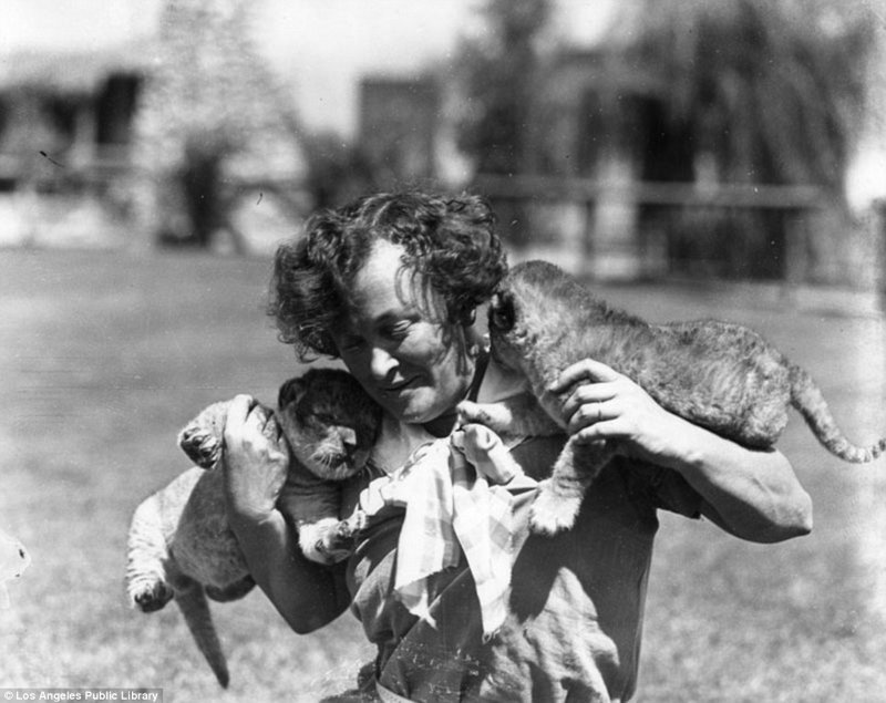 Знаменитая "голливудская львиная ферма": архивные фотографии 1925 - 1942 гг архивные снимки, архивные фото, дрессированные, дрессировщик, лев, львы, сша