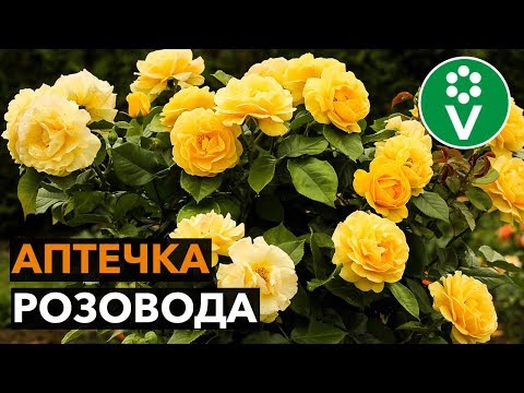 Как вырастить здоровые и красивые розы?