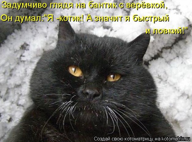 Лучшие котоматрицы недели Лучшие котоматрицы недели