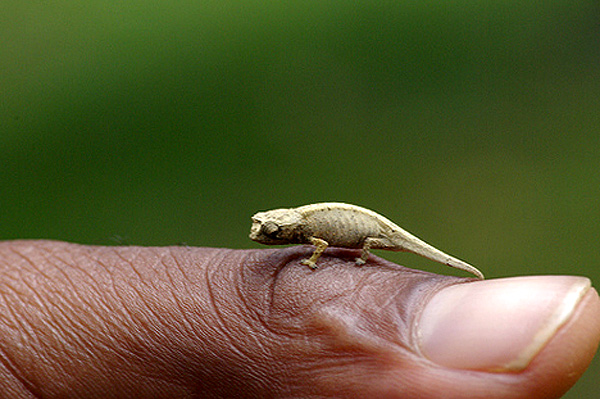    (Brookesia minima),      ,   