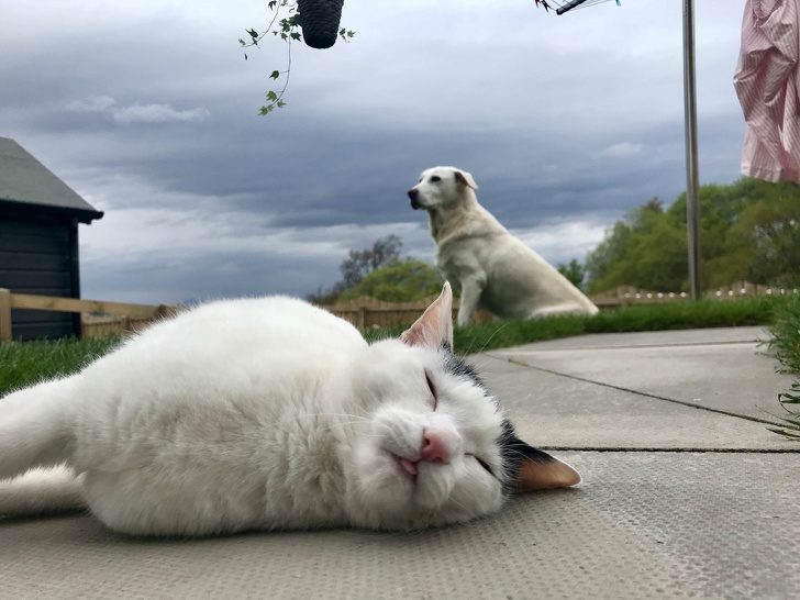 Животные, глядя на которых невозможно оставаться грустным Животные, глядя на которых невозможно оставаться грустным