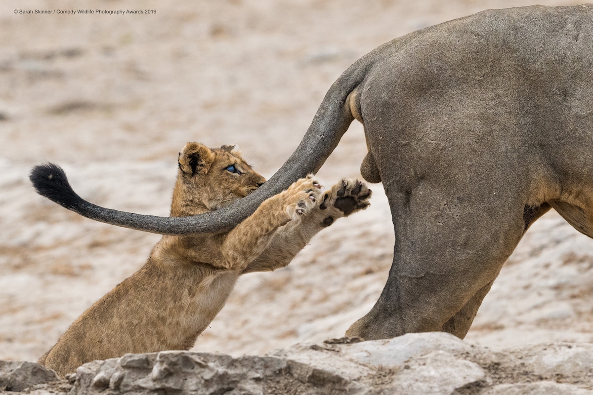 40 диких улыбок в одном посте: подборка работ финалистов фотоконкурса Comedy Wildlife Photography Awards 2019