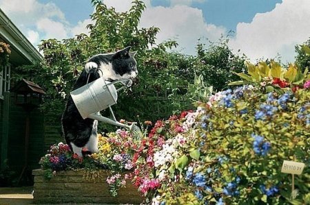 Идеальный котЭ