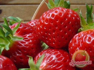 Сорт клубники мармион отзывы. original. Сорт клубники мармион отзывы фото. Сорт клубники мармион отзывы-original. картинка Сорт клубники мармион отзывы. картинка original. Дачный форум: о даче, о цветах, о вашем приусадебном участке